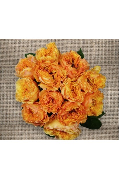 Троянди сорту Каралуна